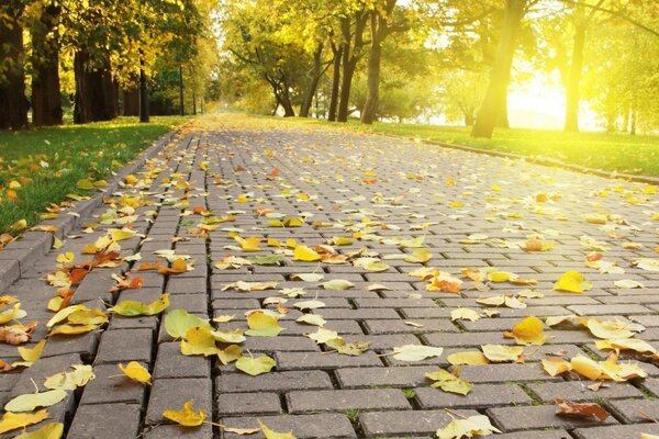 Feuilles mortes dans le parc à l automne