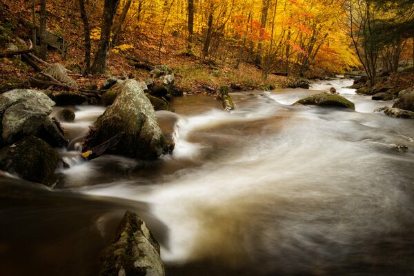 Histoire de l automne doré au parc Brooke dans le Kent