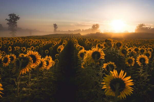 Feld von goldenen Sonnenblumen im Morgengrauen