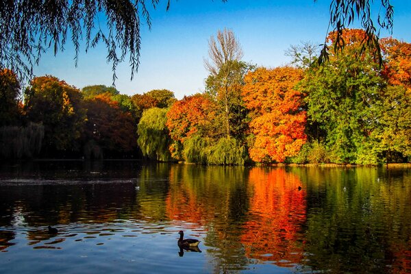 Herbstwald mit See und Enten