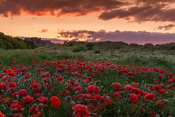 A huge poppy field at sunset