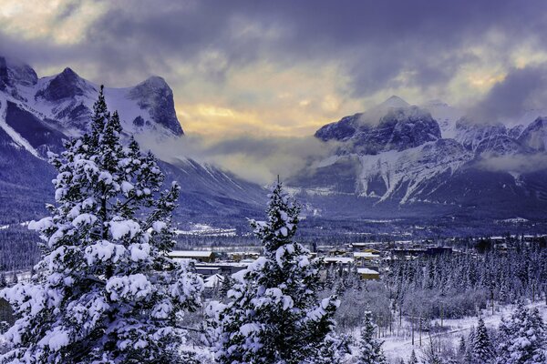 Banff Nationalpark im Winter. fichte im Schnee