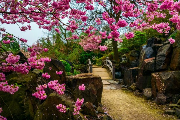 Sakura w ogrodzie japońskim