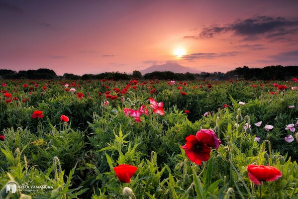 Prado verde con grandes flores rojas al atardecer