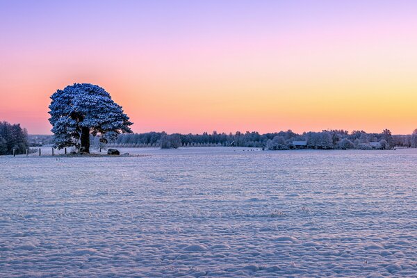 Alberi innevati in campo aperto