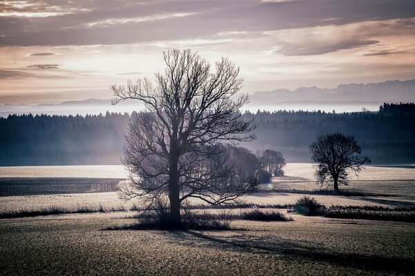 Landschaft Sonnenuntergang im Feld Bäume