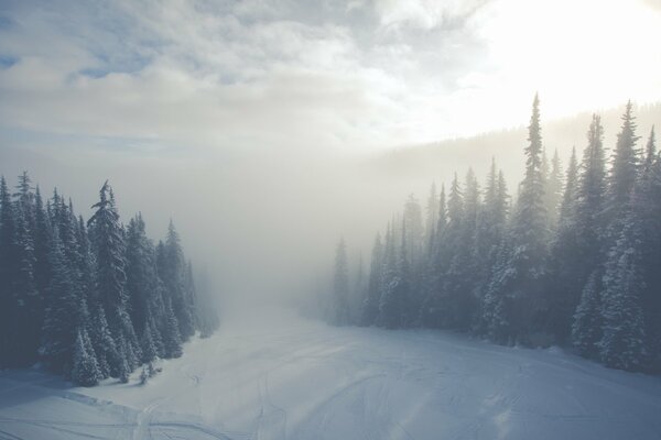 Nebel im Winter Wald Schneesturm