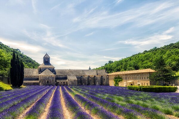 Gran campo con lavanda lila