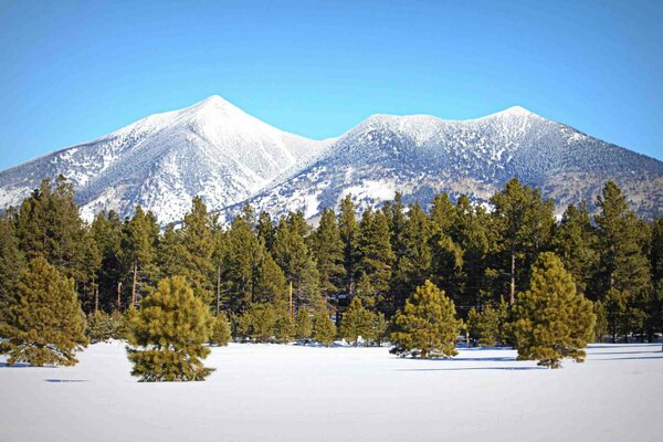 Winter forest and beautiful blue sky