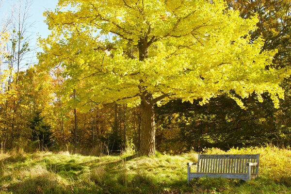 Bank unter einem riesigen Herbstbaum