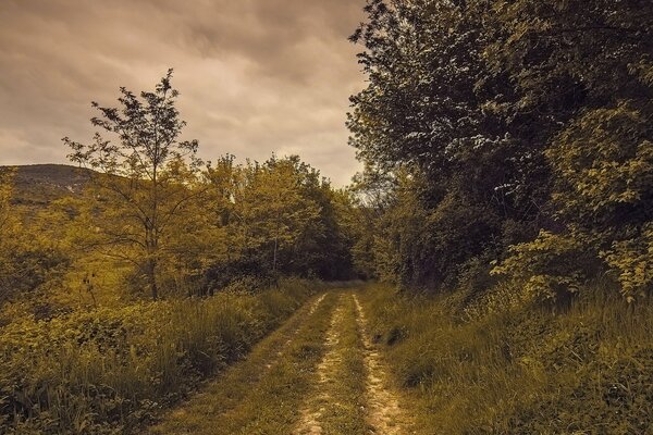 Forest path in summer sunsets