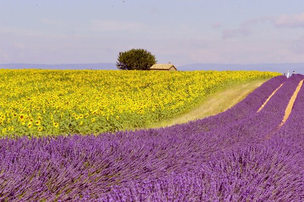 Campo di lavanda in fiore con una casa