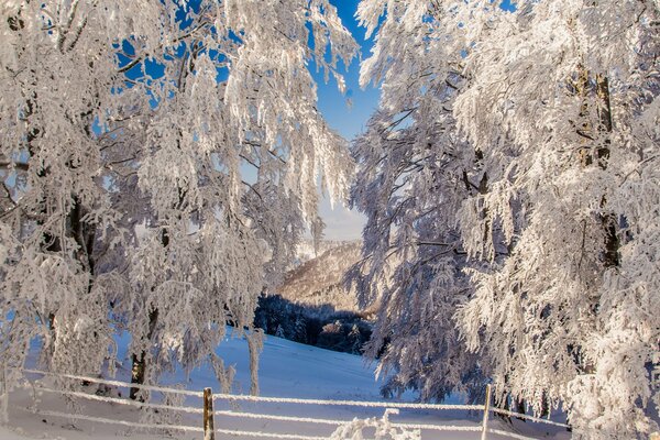 A fence and trees showered with snow