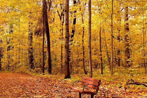 Bosque de otoño amarillo con banco