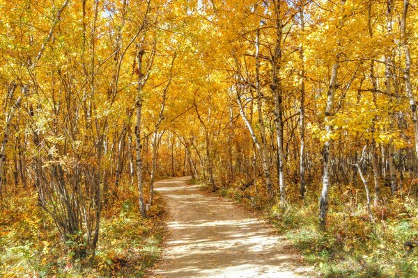 Autumn path in the Birch forest