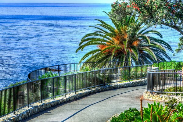 Spiaggia di mare e palme negli Stati Uniti