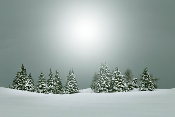 Winterlandschaft, schneebedeckte Weihnachtsbäume