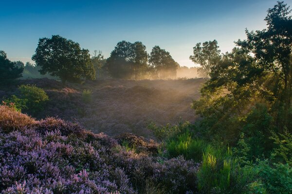 Rehden Nationalpark Niederlande Morgen