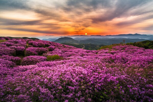 Mañana en las colinas de Corea con flores