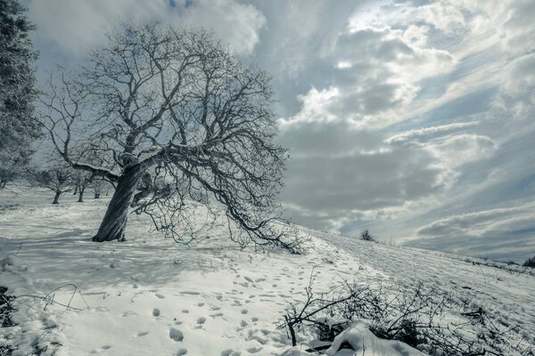 Kalte Wintertöne. Baum im Feld