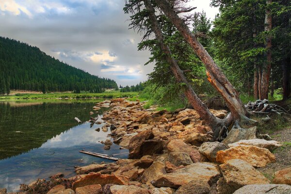 Baum lehnte sich über Waldsee