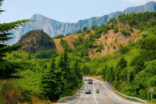 A transport road laid through the forest