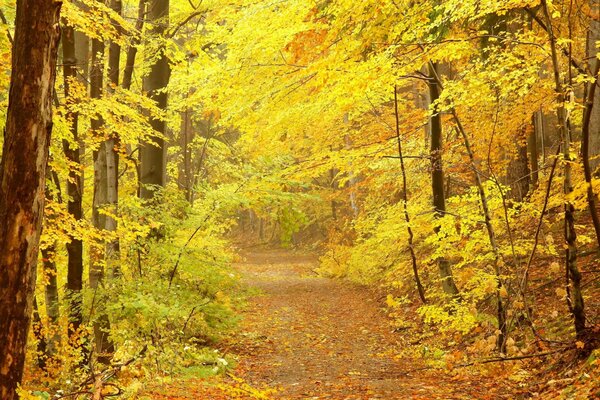 Golden autumn in the forest