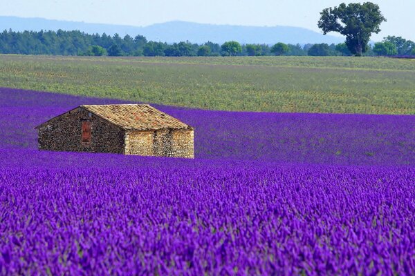 Pradera de flores de lavanda con una casa en Francia