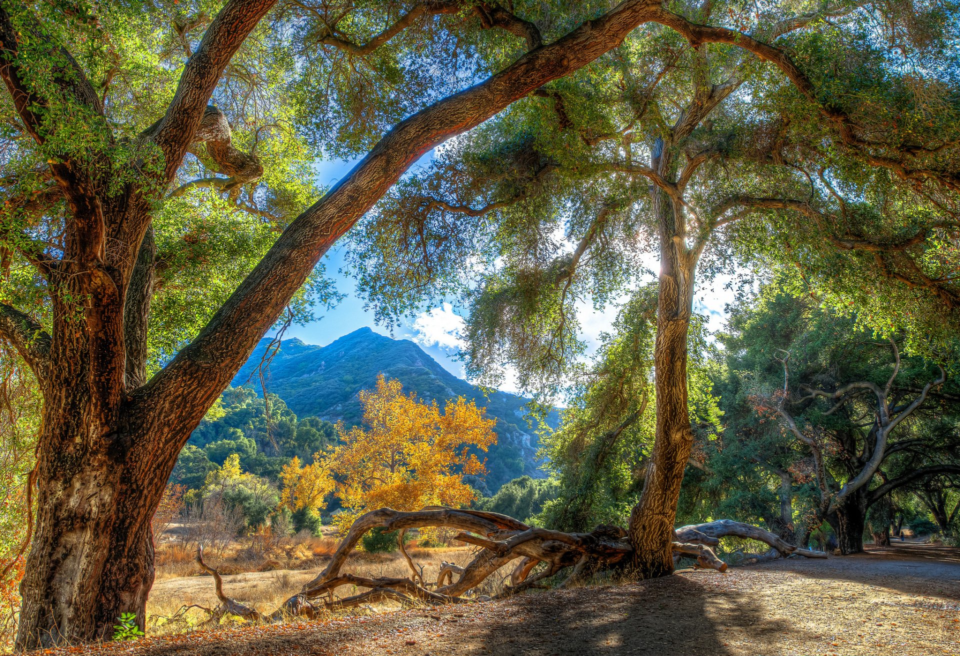 hdr montagnes arbres lumière