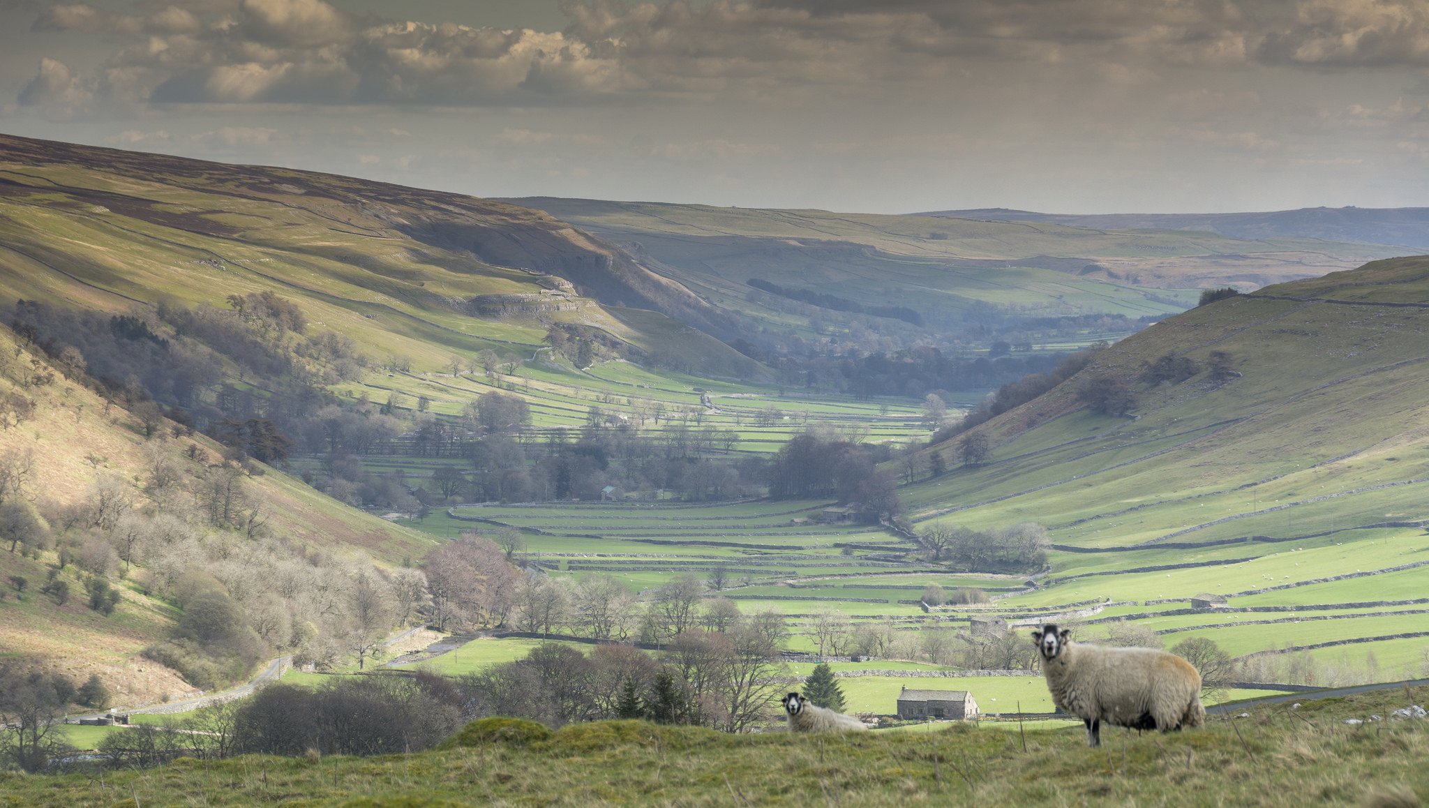 littondale северный йоркшир англия поля овцы