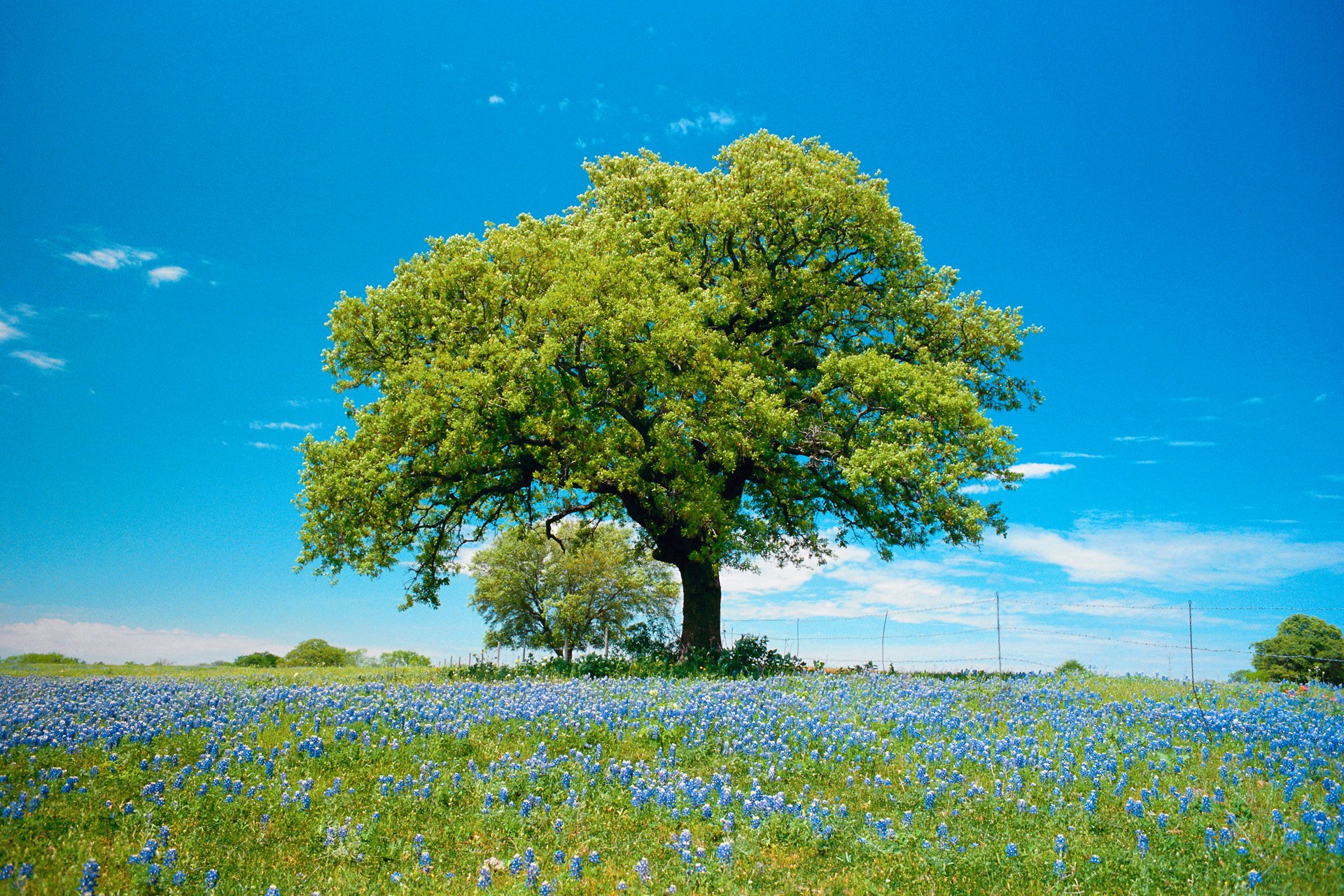 himmel wolken feld wiese blumen baum frühling