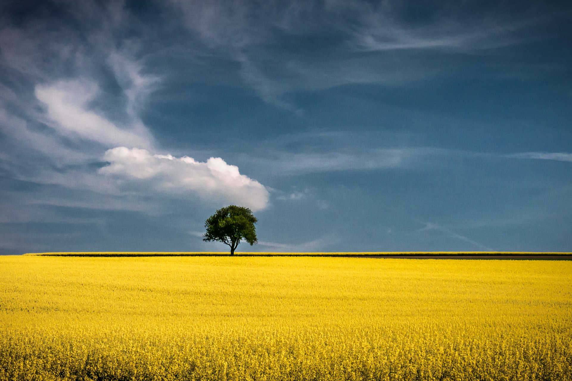 field field of gold tree horizon the field of the field of gold