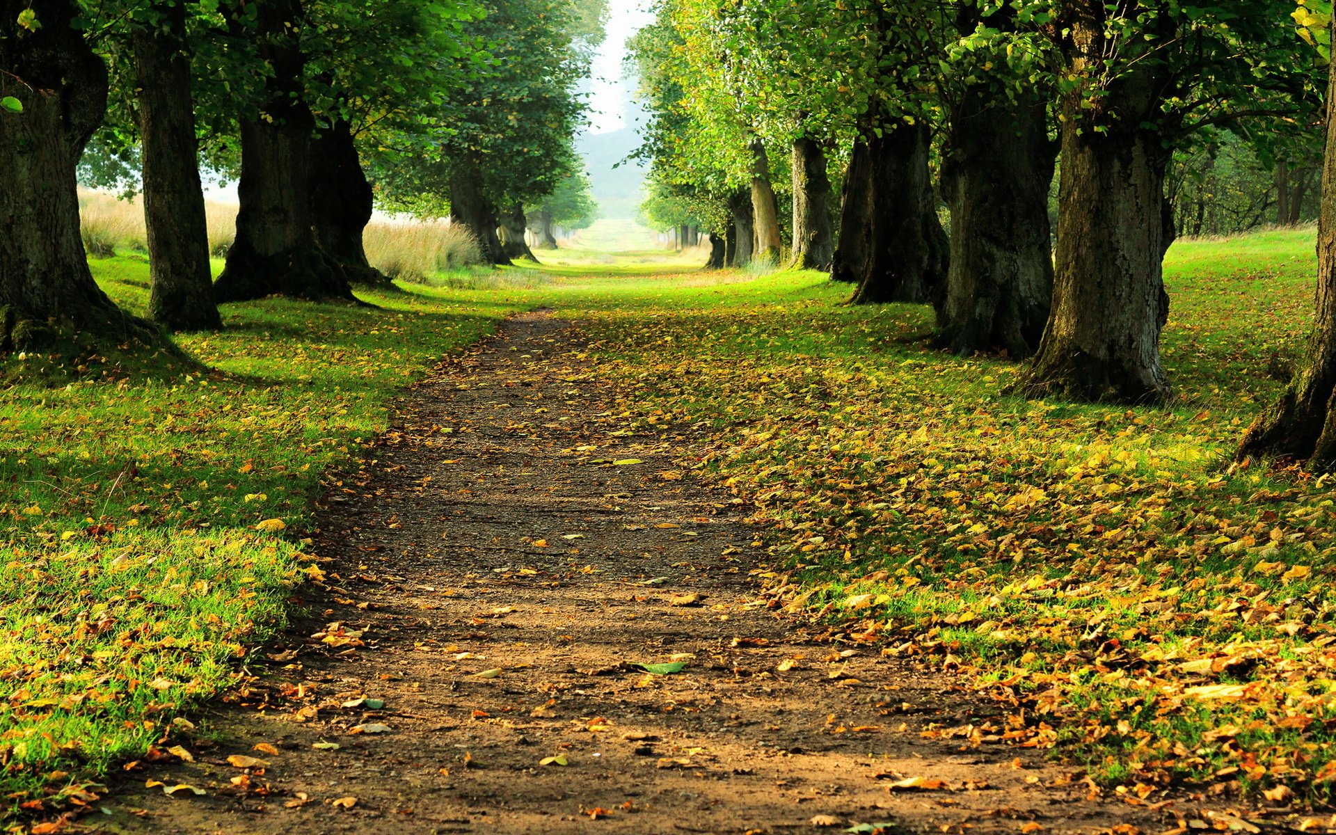 woodland avenue autumn landscape