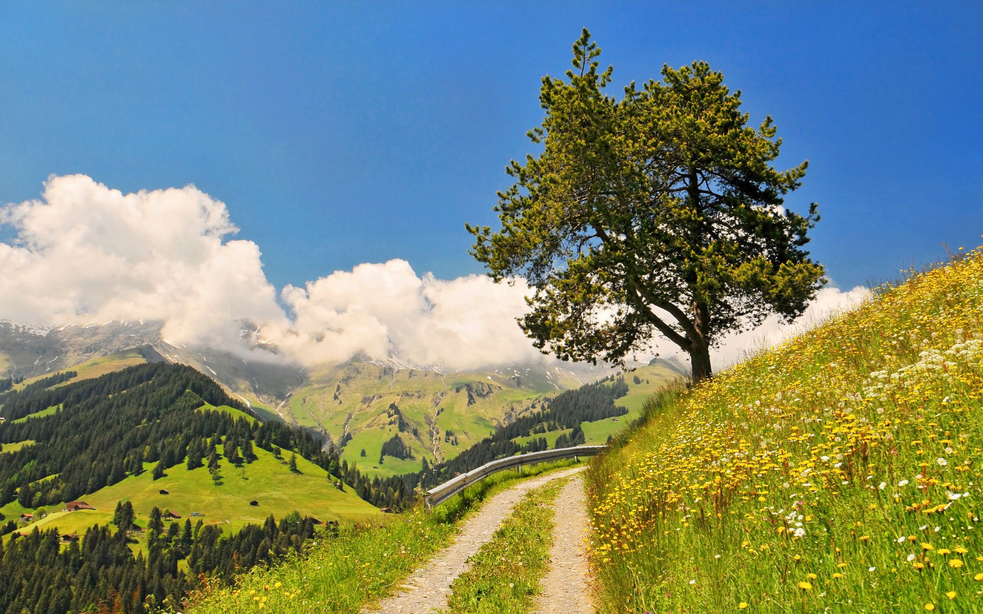 ky mountain forest clouds grass flower tree road rotation nature