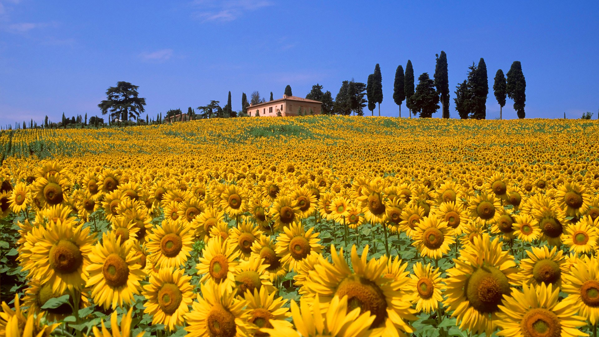 toskana italien italien himmel hügel feld blumen sonnenblume haus bäume