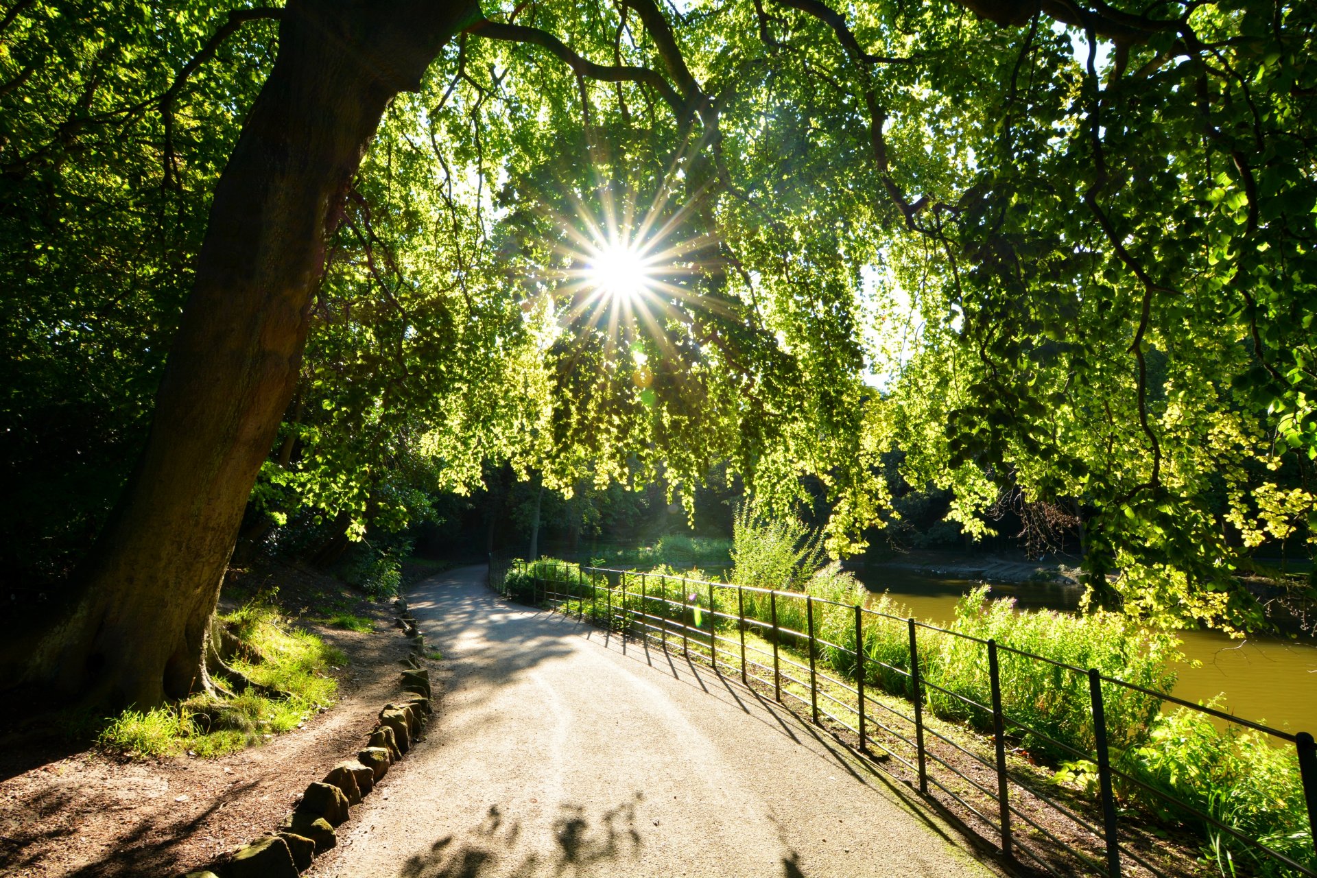 arbres feuillage soleil rayons lumière passerelle rive lac parc wirral birkenhead merseyside angleterre