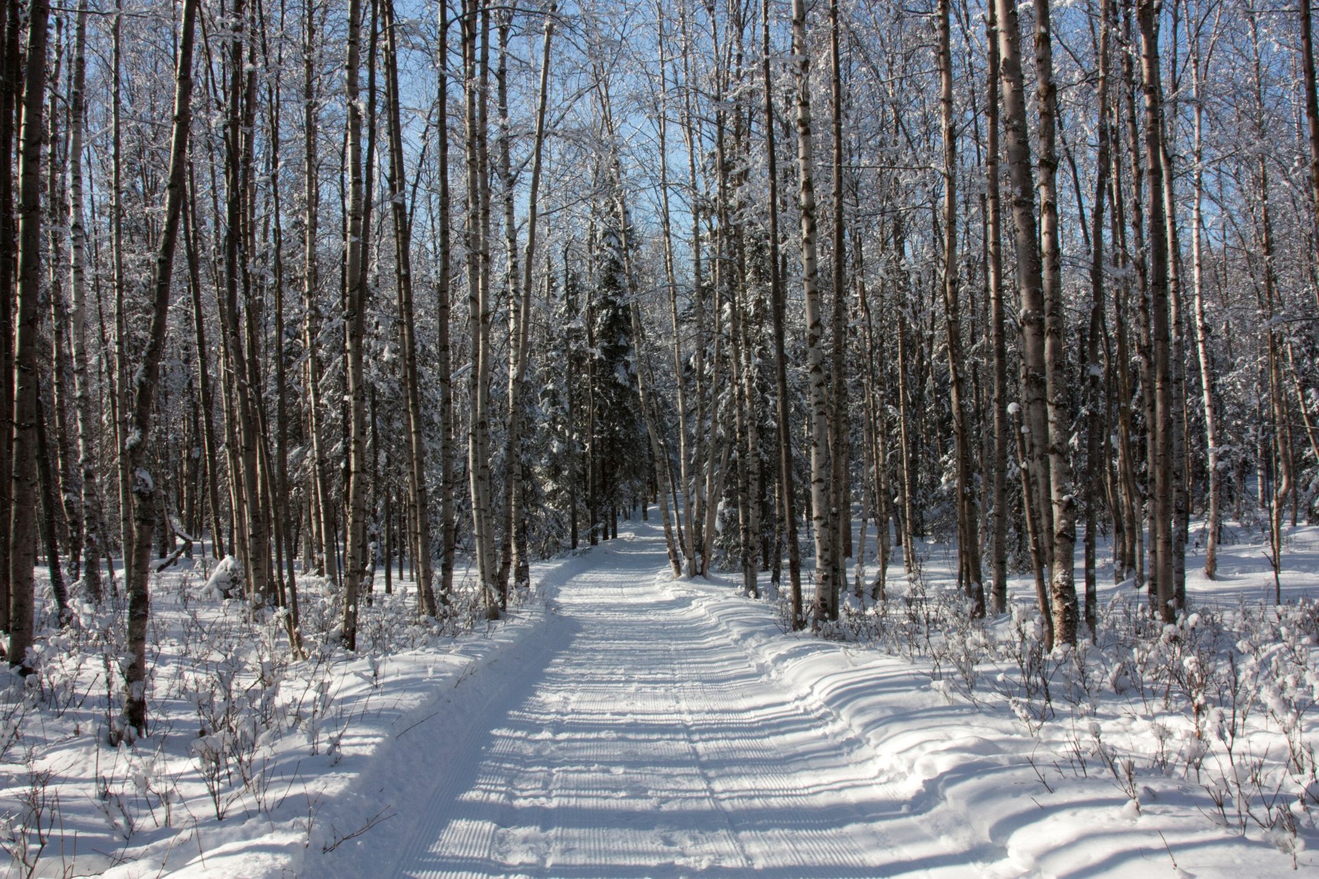 bosque árboles invierno nieve camino huellas