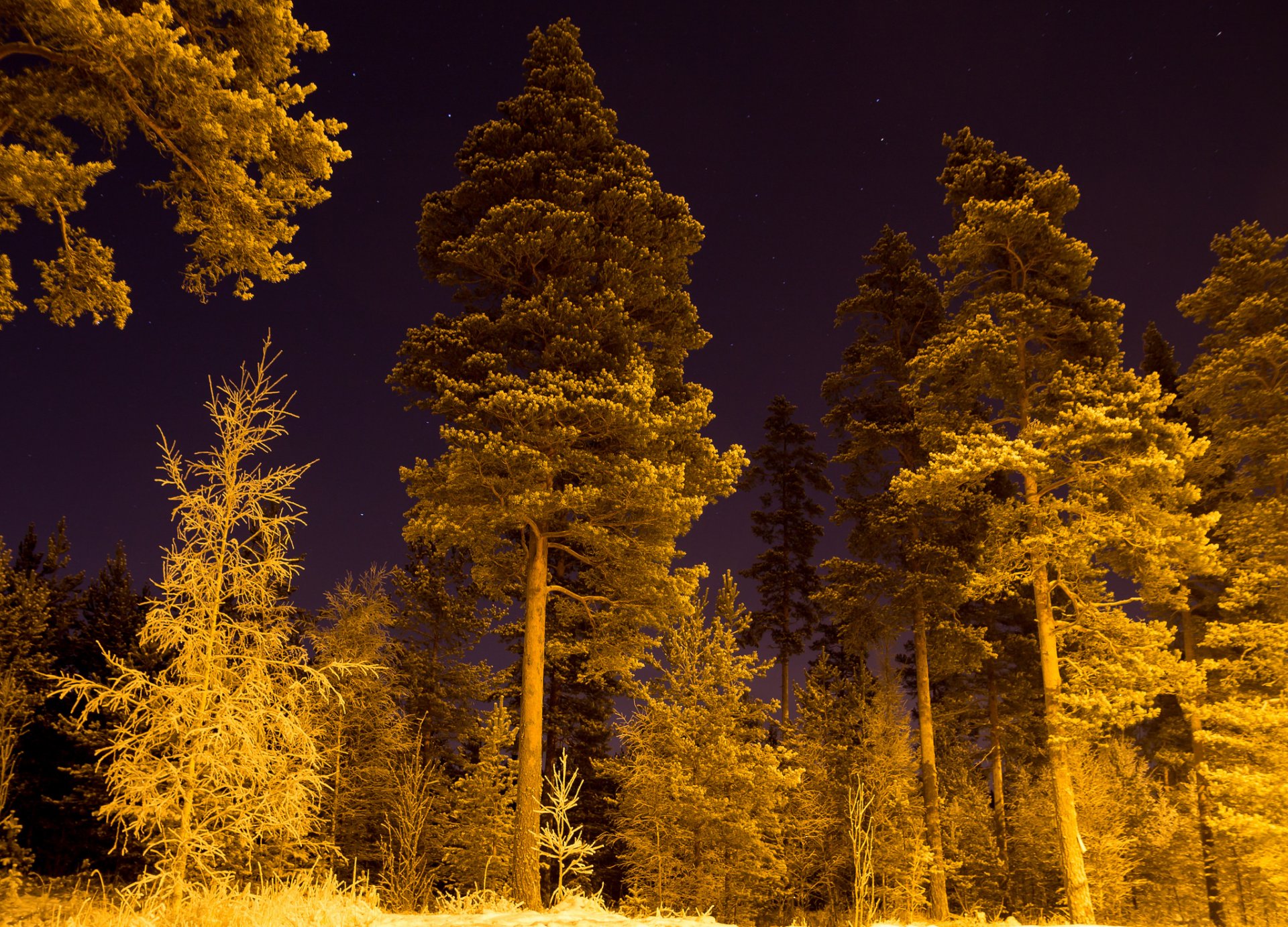 las zima śnieg noc gwiazdy oświetlenie