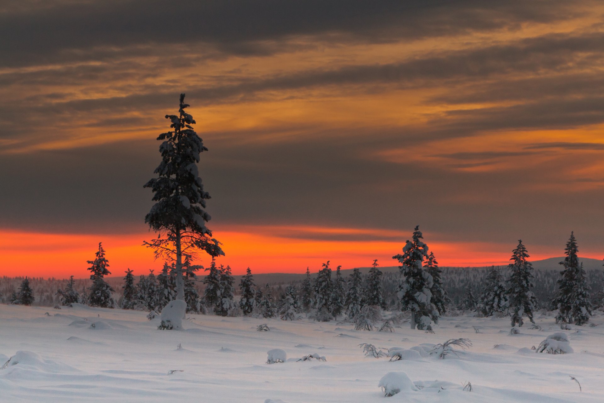 winter snow tree sky clouds light