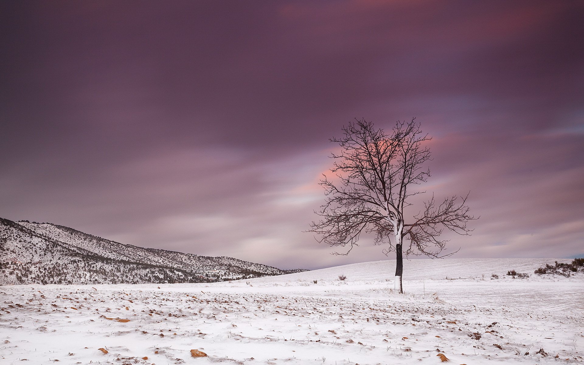 the field tree winter landscape