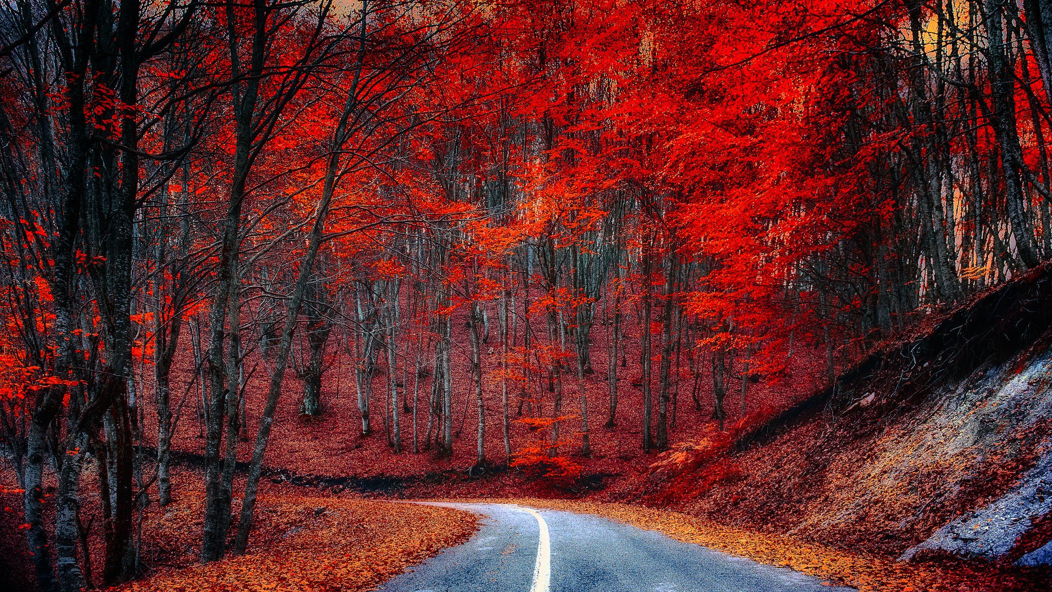 forêt arbres route feuilles automne pourpre