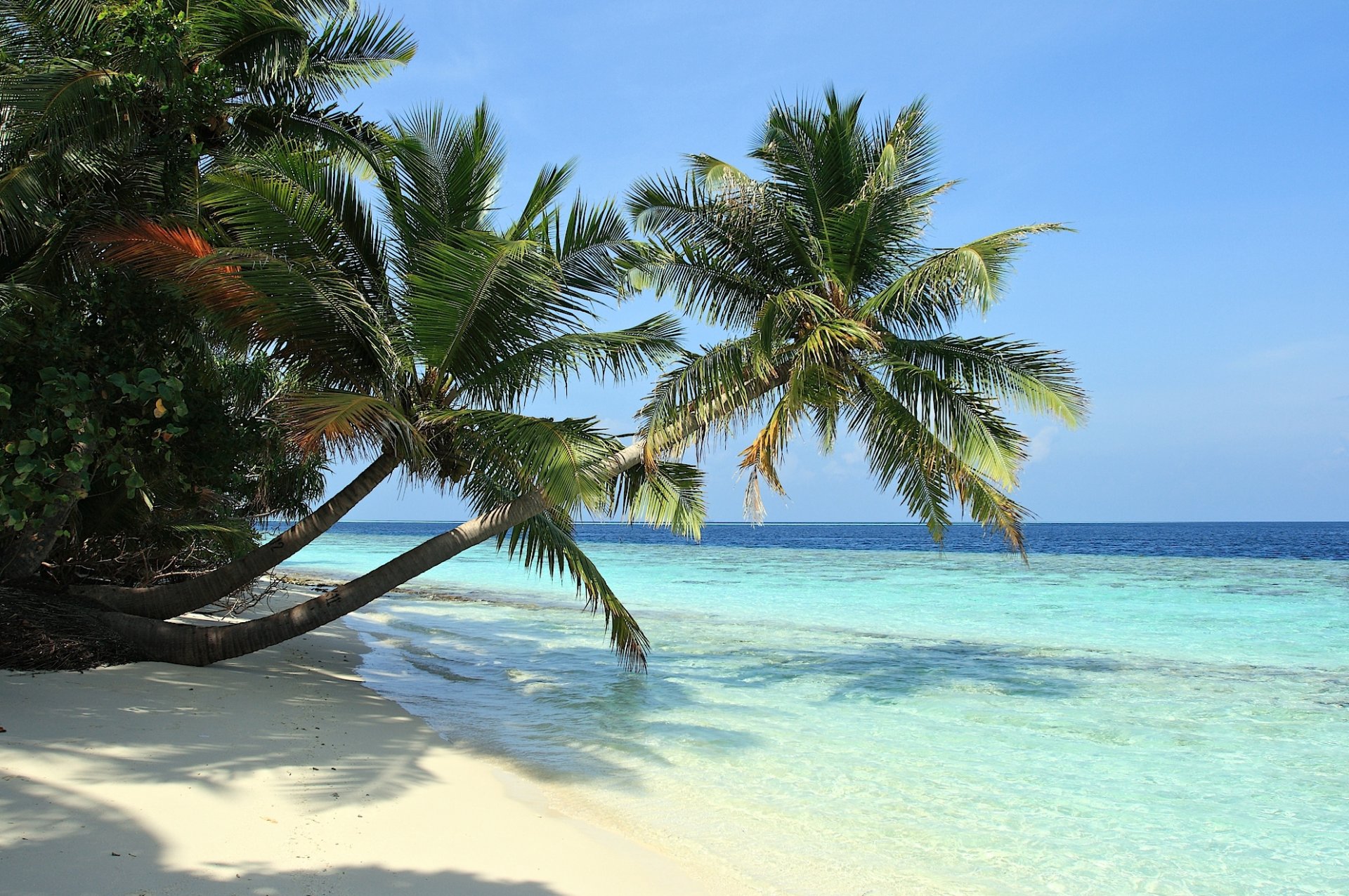 mare spiaggia sabbia palme tropici