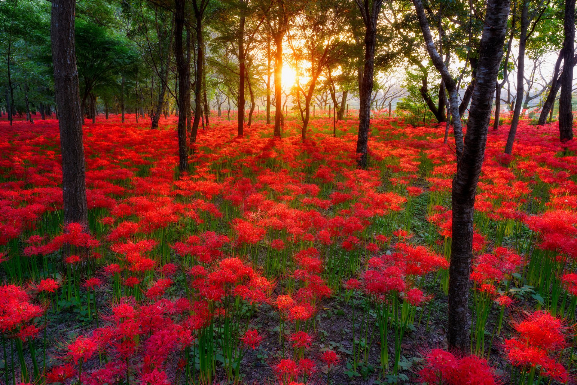 nature soleil coucher de soleil fleurs forêt parc arbres promenade