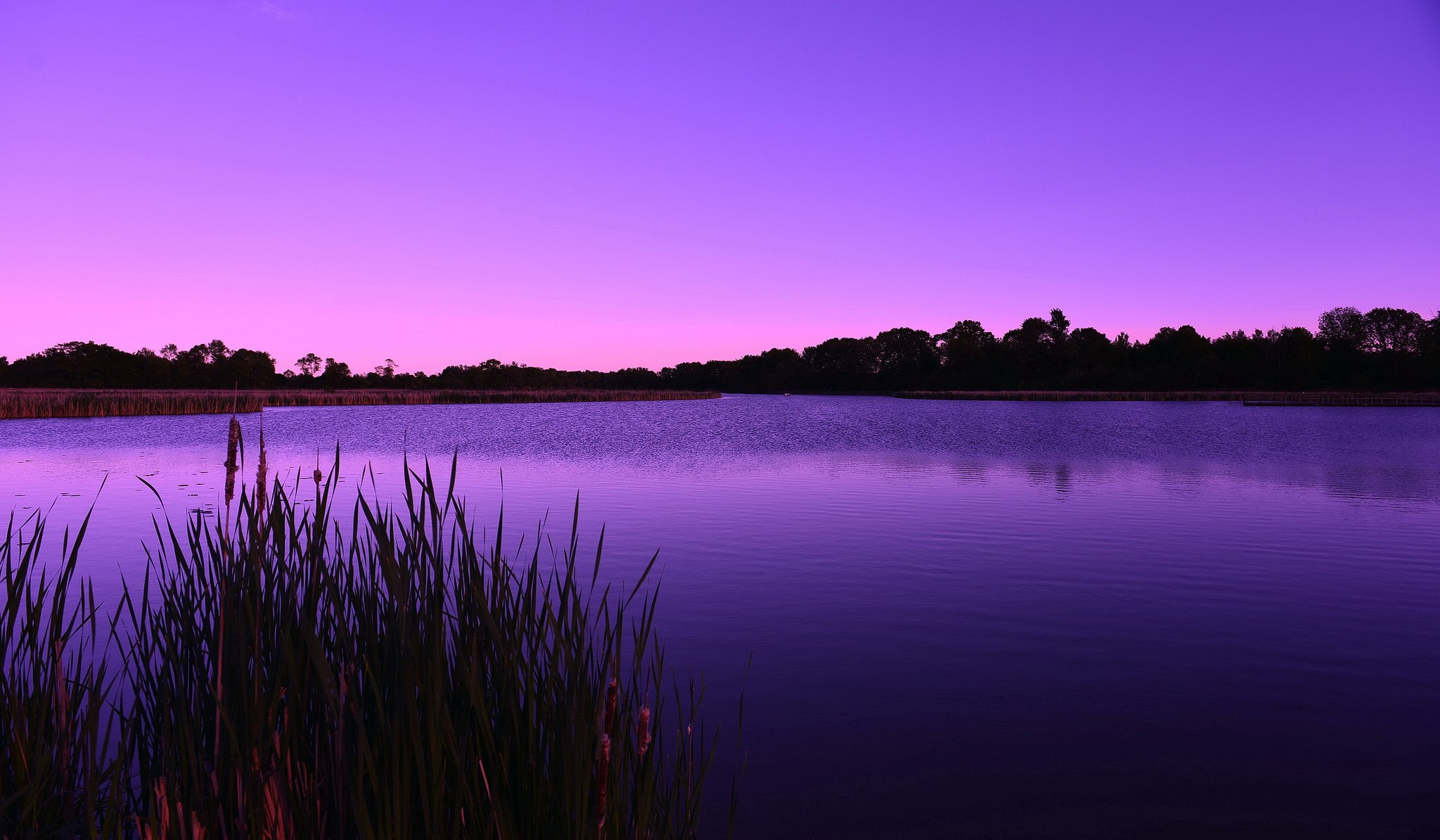 forêt lac roseau matin aube lilas