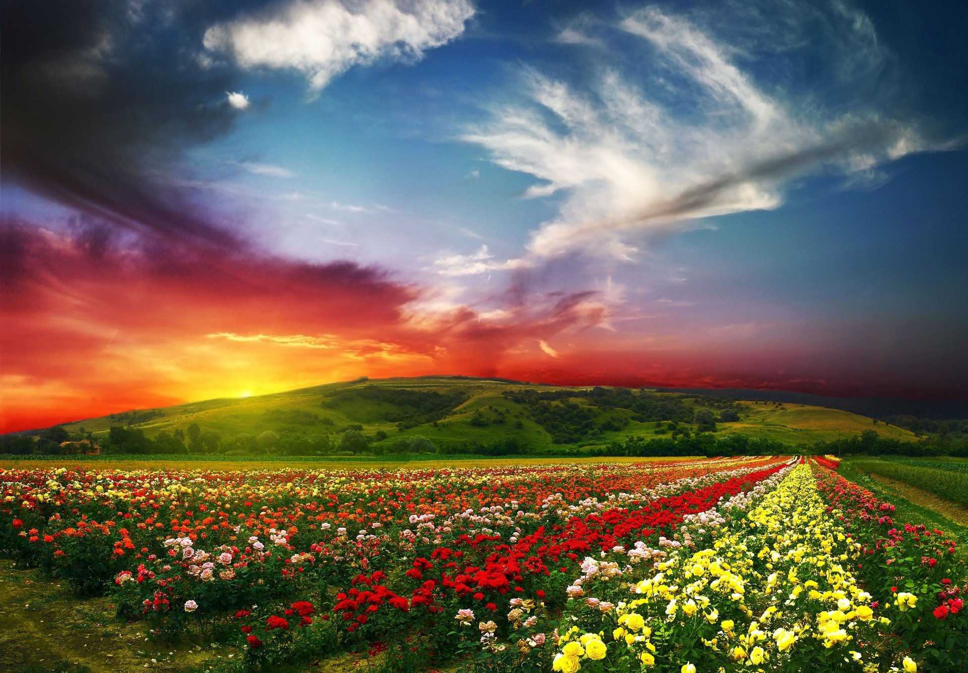 feld blumen rosen knospen blütenblätter vielfalt reihen ferne horizont farbe schönheit hügel berge himmel wolken ebene wiese gras natur grün vegetation dämmerung sonnenuntergang licht strahlen