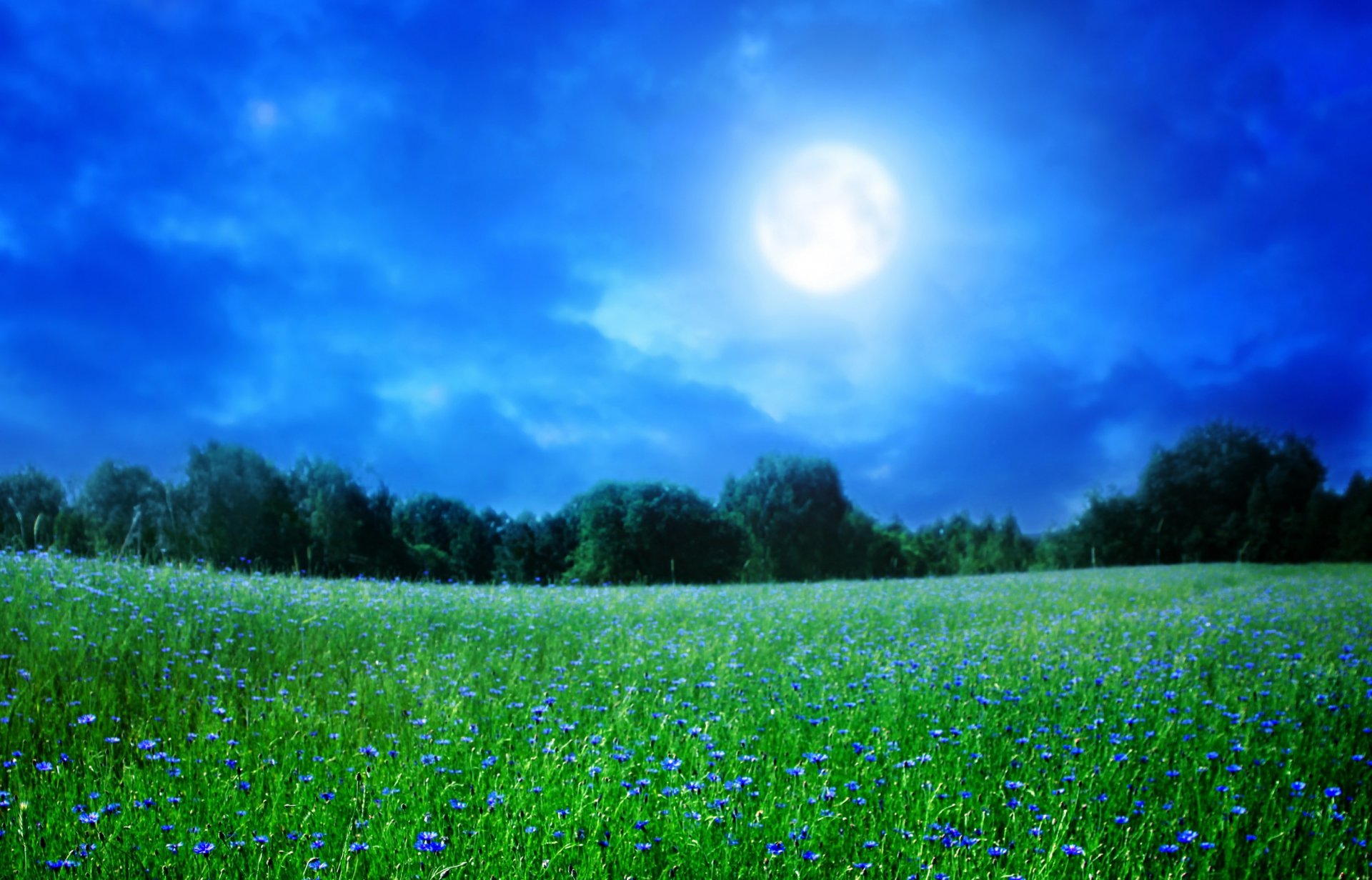 landschaft natur sommer blumen gras bäume himmel nacht mond