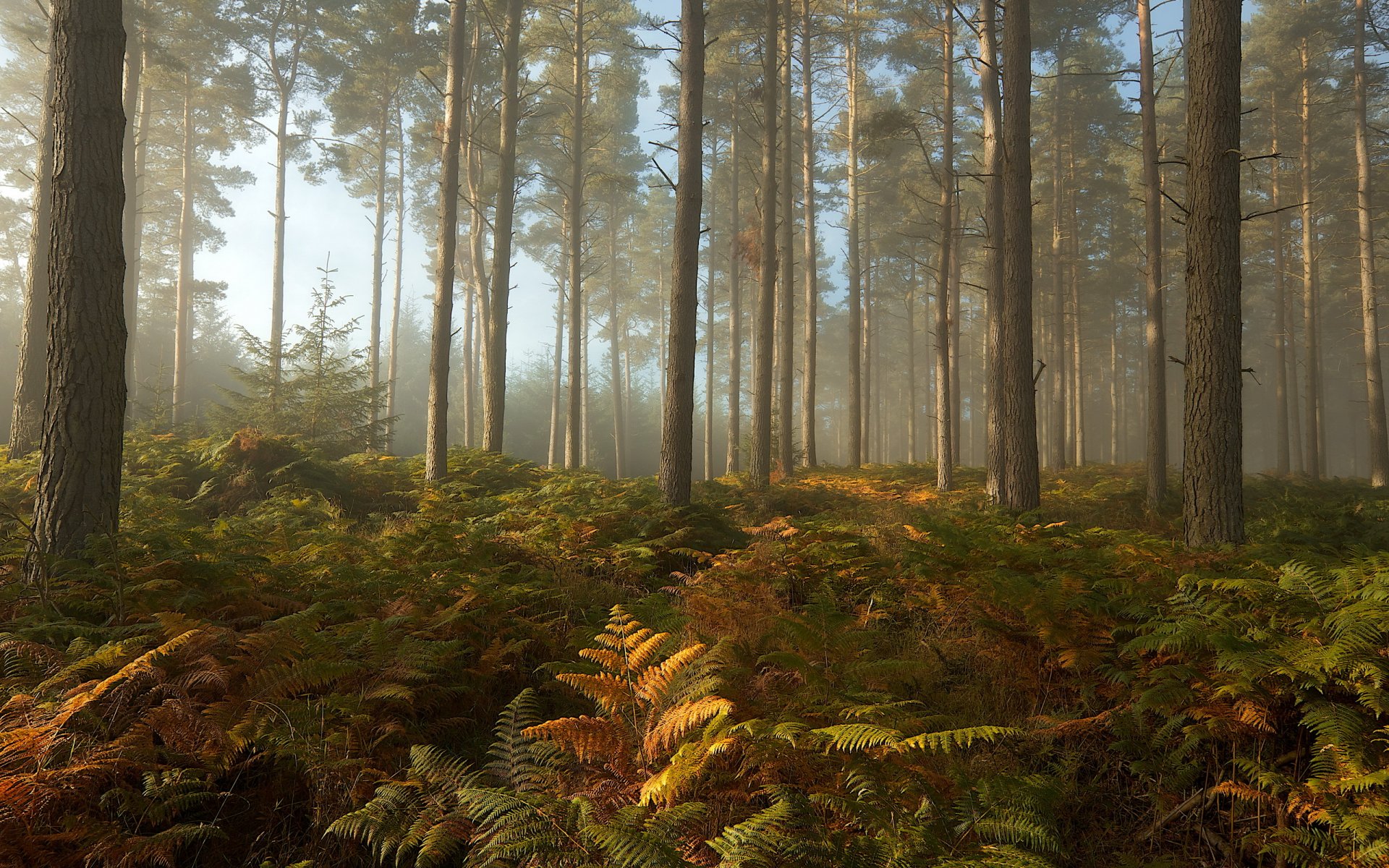 septiembre niebla árboles bosque paisaje