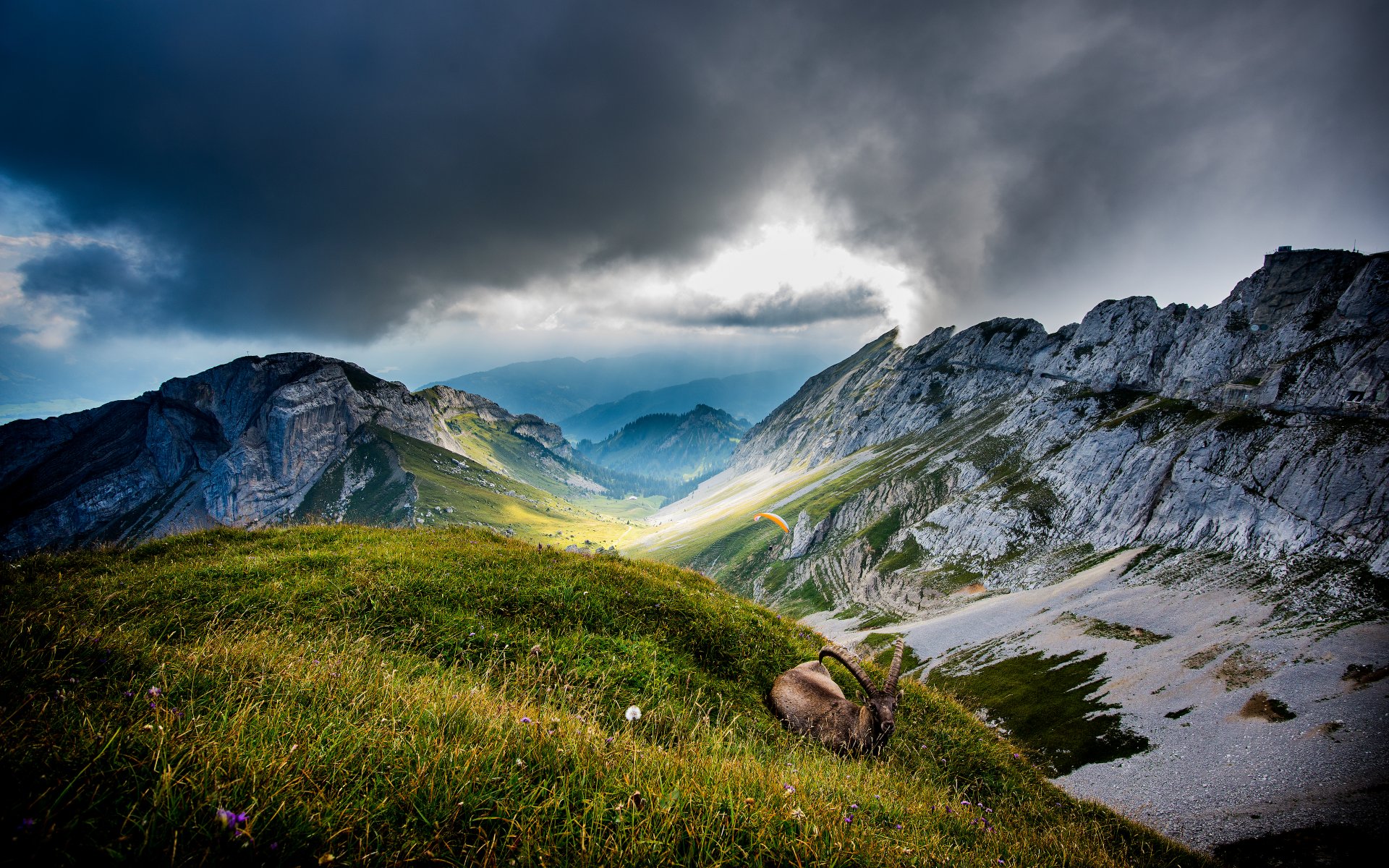 góra pilatus dolina zwierzę góry koza szwajcaria chmury