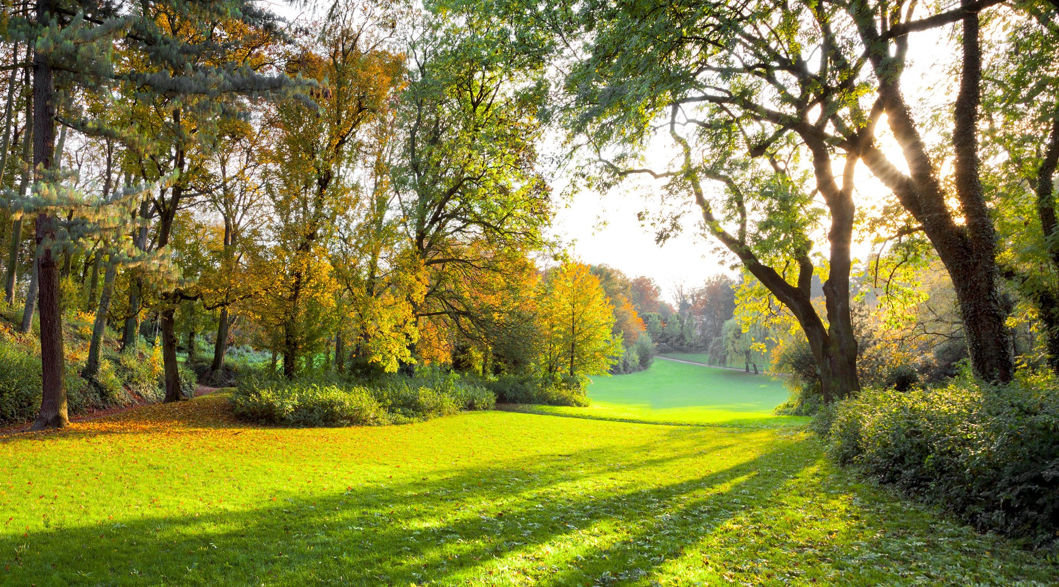 herbstpark sonnenstrahlen herbstwald wald grünes feld gras bäume natur landschaft schöne szene sonnenlicht grünes feld schöne szene