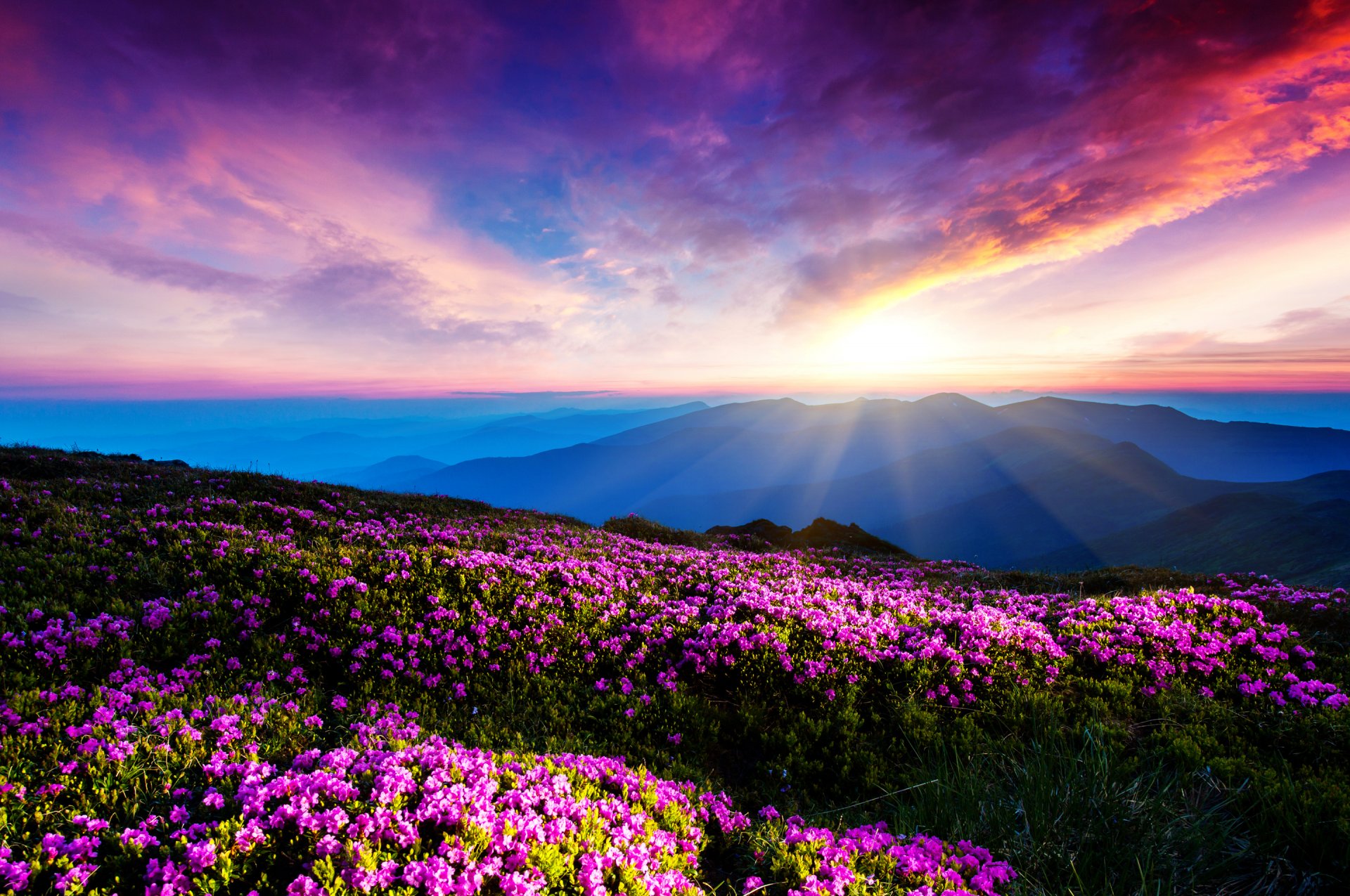 ciel nuages coucher de soleil rayons montagnes fleurs